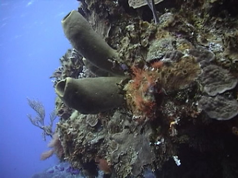 Tube Sponges at 60 ft Deep Dive in Cozumel Reef