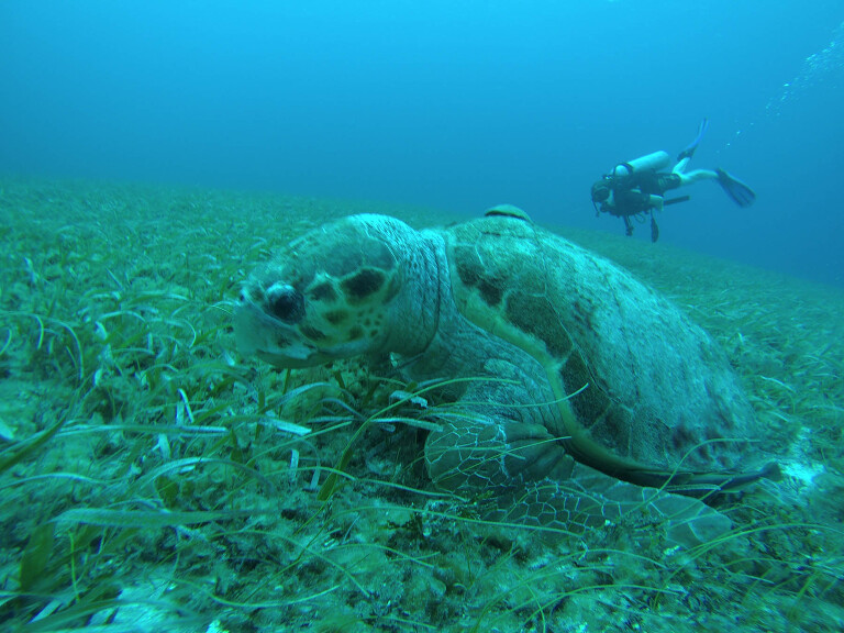 Take Your Discover Scuba Course