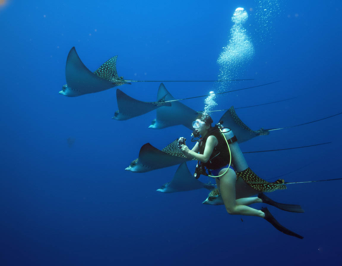 Eagle Rays Photo Cozumel