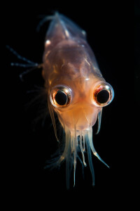 Black Water Diving Creature at night