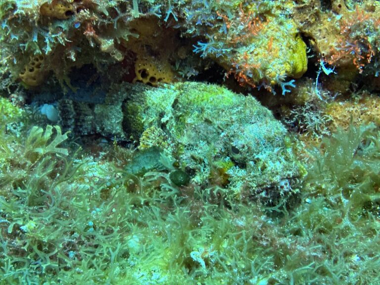 Scorpion Fish Cozumel SCUBA Diving