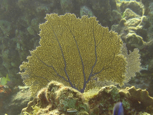 Fan Coral in Cozumel Reef