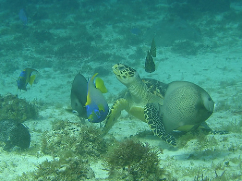 Turtle at Best Diving Spot In Cozumel