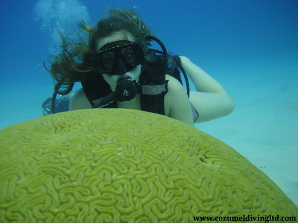 Brain Coral and SCUBA Diver Photo