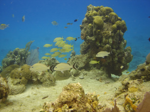 Fish and Coral at Paradise Reef Cozumel