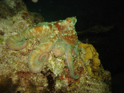 Octopus on a Night Dive 