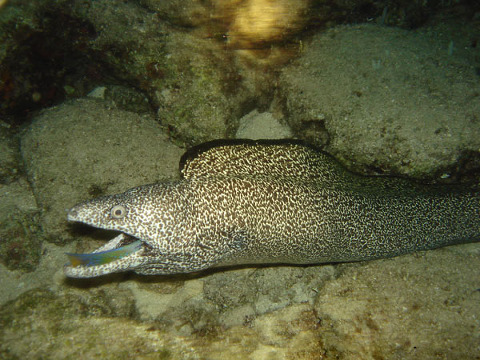 Spotted Eel on Twilight Dive