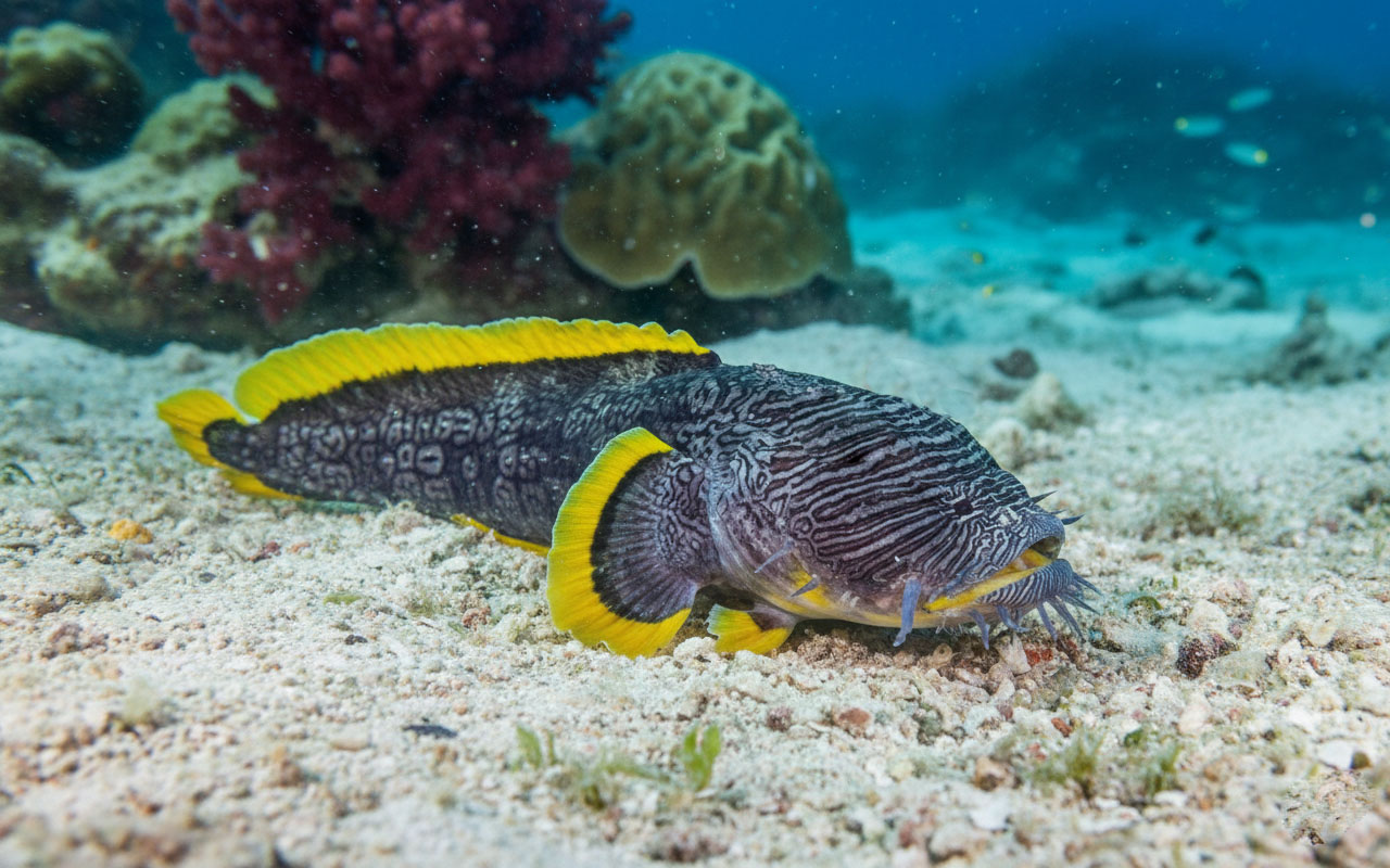 Splendid Toadfish Cozumel photography settings" for your main photo.